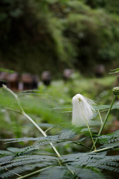 white calliandra flower with blurred background