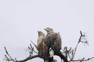木に止まるオジロワシ
