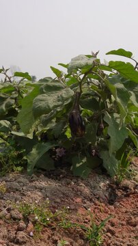Eggplant plants known as brinjal or aubergine