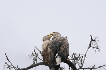 木にとまるオジロワシ