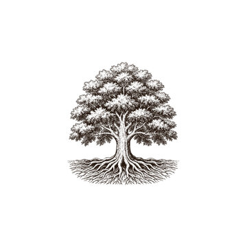 Vintage engraving style illustration of a large oak tree with lush foliage and strong visible roots