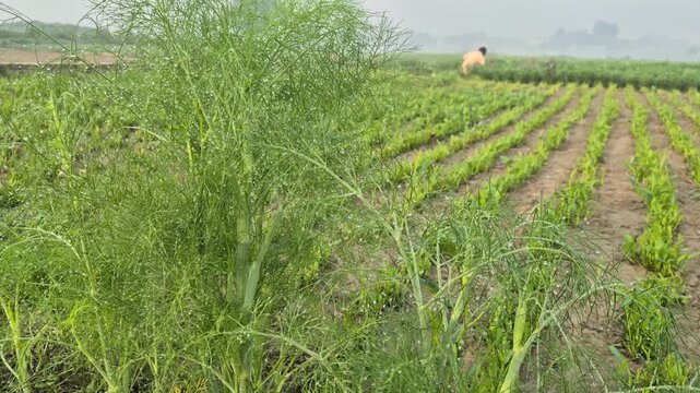 Professional RAW 4K footage capturing an Eye Level Wide Shot of lush green fennel or dill (mouri/dill) crops growing in organized rows in a Bangladesh farm। The scene highlights traditional vegetable 