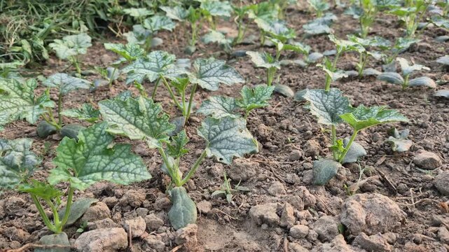 Young Muskmelon Seedlings Growing in Bangladesh Field | RAW 4K