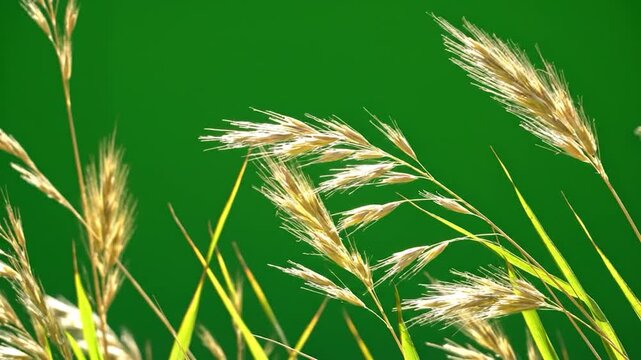 Golden stalks of wild grass sway gently against a vibrant green background