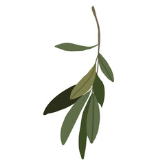 Obraz premium Mediterranean olive branch. Sprig with leaves. Tree olive simple branch isolated on white background