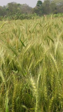 Golden wheat fields