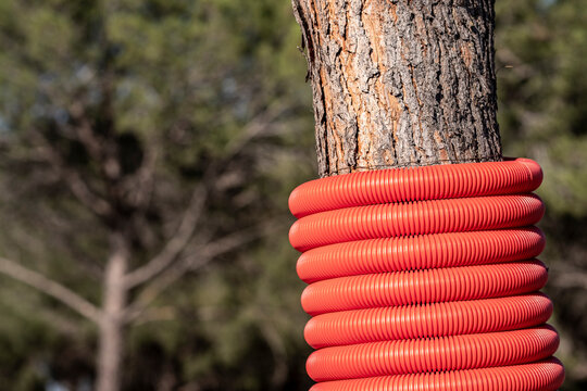 Documentary park detail of a tree guard using a red coil as a safety barrier showing outdoor texture and everyday maintenance scene