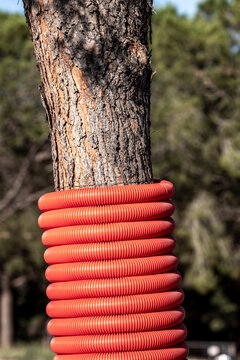 Outdoor closeup of a tree trunk with red plastic coil wrap showing protection and rough texture in a straightforward documentary detail