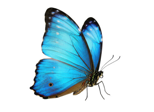 モルフォ蝶 Images – Browse 117 Stock Photos, Vectors, and Video