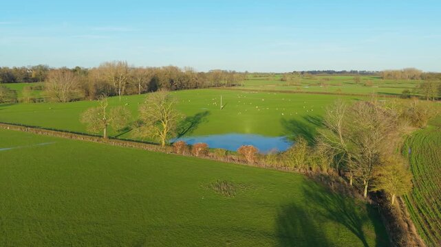 Sheep grazing across expansive green countryside pasture near small rural pond. Agricultural landscape with livestock feeding on fresh grass supporting farming agribusiness animal husbandry. Wide