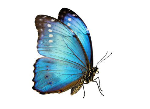 モルフォ蝶 Images – Browse 117 Stock Photos, Vectors, and Video
