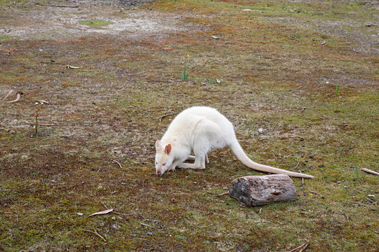 A rare white albino wallaby grazing on grassy ground with a log nearby in natural light, Adventure Bay, Bruny Island, Tasmania