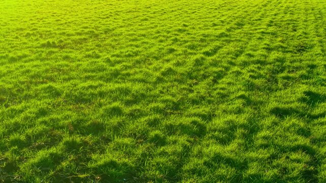 Bright endless pasture with lush green grass across farmland. Productive fodder field for livestock grazing and hay harvest. Rural agribusiness landscape in warm natural sunlight