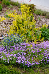 Fototapeta premium Purple Aubrieta Flowers and Blue Muscari in Springtime Backyard