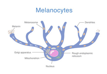 Melanocyte anatomy showing dendritic skin cell structure, melanosome formation, and melanin distribution involved in human skin pigmentation and dermatological research.
