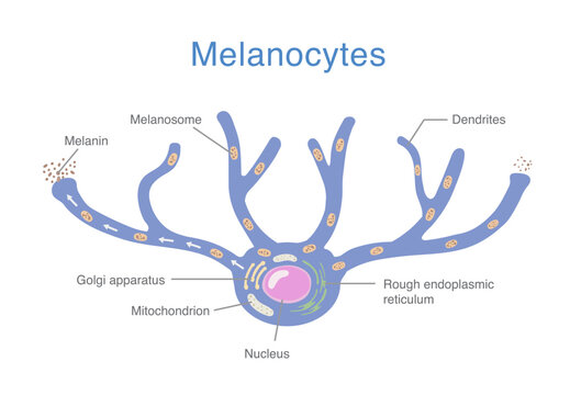 Melanocyte anatomy showing dendritic skin cell structure, melanosome formation, and melanin distribution involved in human skin pigmentation and dermatological research.