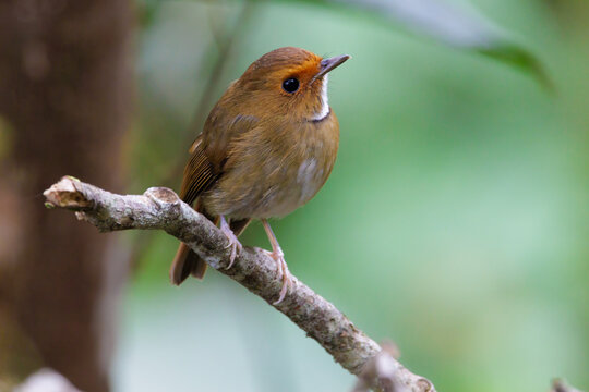 Rufous browed flycatcher perched on a branch looking up in nature