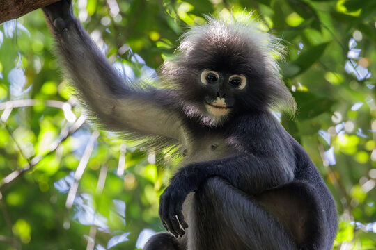 Dusky leaf monkey swinging through green jungle canopy