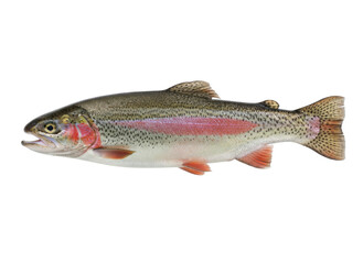 Obraz premium Fresh Rainbow Trout Fish Isolated on White Background