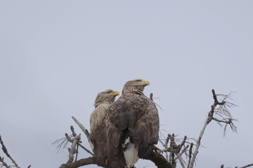 木にとまるオジロワシ