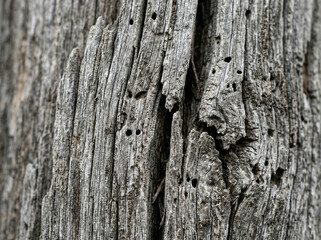 Close-up of weathered wooden bark with insect holes and textures  