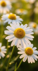 Obraz premium Delicate white and yellow chamomile blossoms blooming in soft morning light, evoking feelings of calm, peace, and natural wellness, aesthetic, petal, aromatherapy