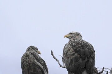 木に止まるオジロワシ