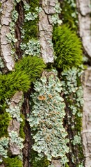 Obraz premium Macro view of vibrant green moss and pale lichen slowly colonizing old tree bark, illustrating time, patience, and slow ecological processes, subtle, rustic, growth