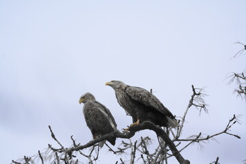 木に止まるオジロワシ
