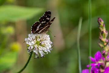 Butterfly rests on white flower in a lush green field surrounded by vibrant blossoms during a sunny afternoon