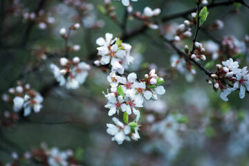 Blooming tree Prunus Nipponica