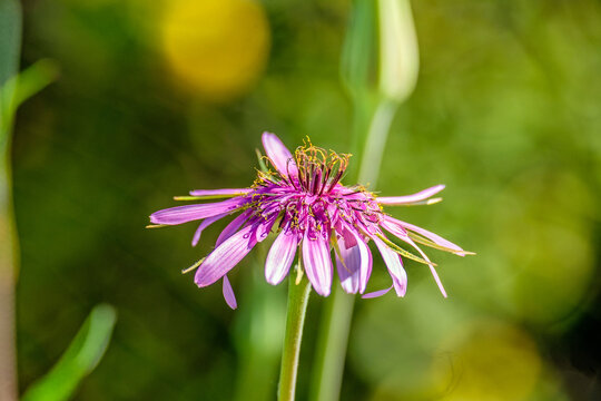 Roter Bocksbart, (Tragopogon porrifolius), Peloponnes, Griechenland  26004.jpg