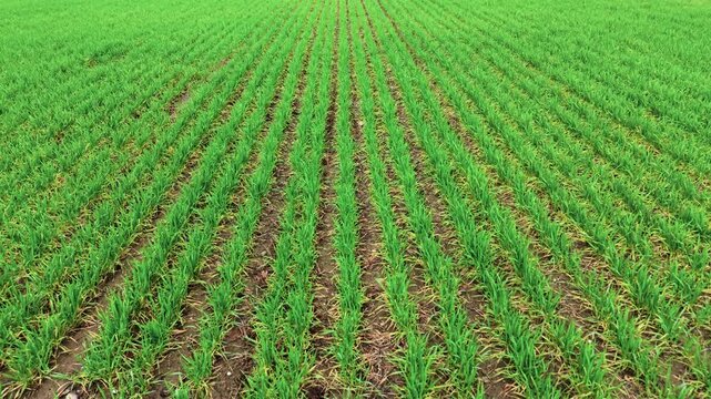 Green wheat field in countryside. Working in agriculture increasing fertility. Agro industry, agrarian business, running ranch generating profit, selling grain