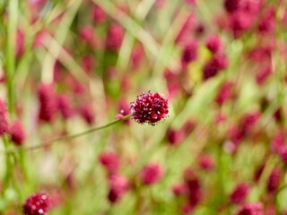 Flowering of the great burnet (Sanguisorba officinalis), also known as burnet, garden burnet and official burnet. Sweden