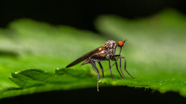 Empis spp. exhibiting predatory behavior on a lush green leaf in a natural setting during bright daylight hours