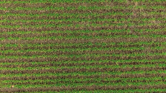 Green wheat field across countryside. Cultivated farmland after winter season. Agrarian industry, farm management, developing ranch business, selling grain crop