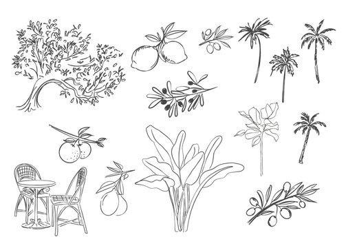 Mediterranean Plants and Cafe Elements Set &ndash; Olive Branch, Lemon, Palm Tree Line Art Illustration for Wedding, Save the Date Card Template