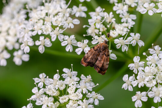Colorful Tortricidae moth resting on delicate white flowers under natural light in a lush garden setting