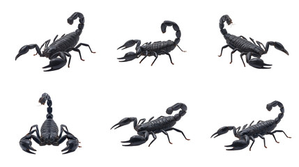Fototapeta premium Black scorpion set isolated on transparent background