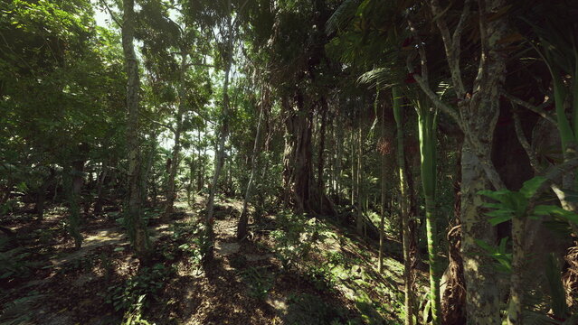 Primeval forest interior with diverse plant layers, thick trunks and complex vine network, untouched atmosphere signaling ancient habitat and strong