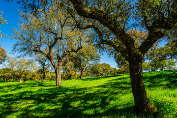 Naklejka premium typical Portuguese cork oak pasture, (Quercus suber), Santarem district, Medio Tejo, central region, Portugal, Europe