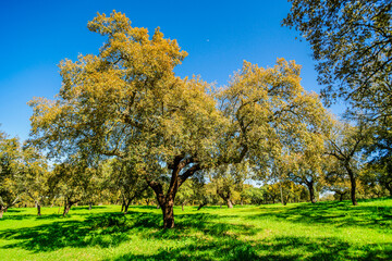 Fototapeta premium typical Portuguese cork oak pasture, (Quercus suber), Santarem district, Medio Tejo, central region, Portugal, Europe