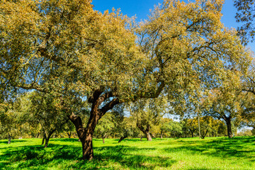 Fototapeta premium typical Portuguese cork oak pasture, (Quercus suber), Santarem district, Medio Tejo, central region, Portugal, Europe