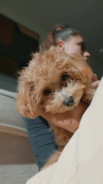 Serene pet companionship. Gentle scene of woman and puppy resting