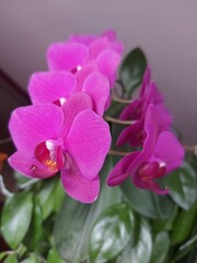 pink orchid flower1 © Ewik
