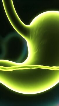 CGI Visualization of Stomach Gastric Acid Activity with Luminous Fluid and Internal Anatomy Illuminated Against a Dark Medical Background