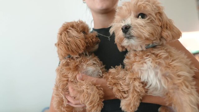Closeup of owner and two softcolored puppies enjoying cozy moment