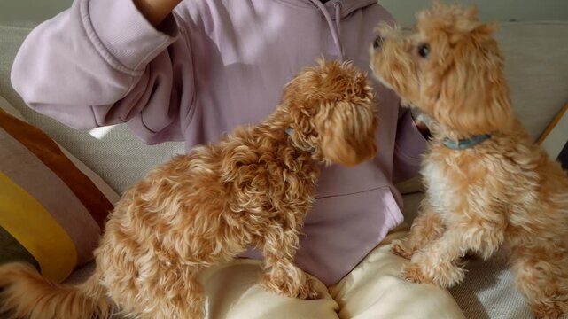Two puppies compete for treat as woman supervises on sofa