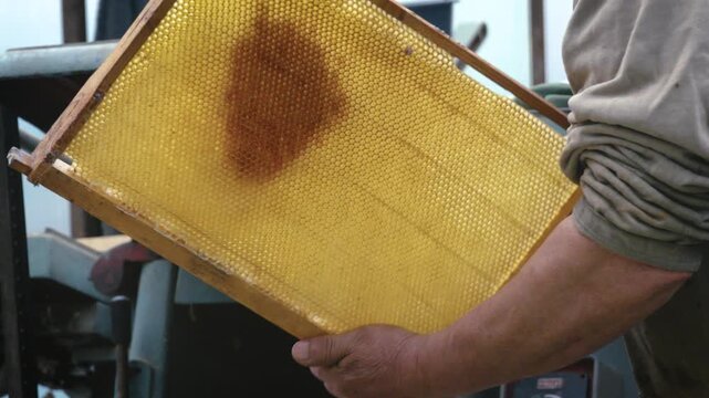 Beekeeper rotating a honeycomb frame and carefully cleaning propolis from the edges using a beekeeping knife. Authentic apiculture process related to hive maintenance, honey production,