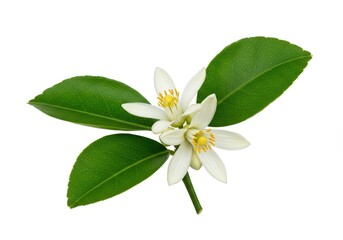Fototapeta premium Beautiful freshly bloomed white lemon blossom with green leaves isolated on a pure white background, ready for product design or studio use, bloom, healthy, purity